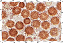 Elaphomyces quercicola